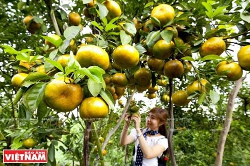 九龙江三角洲地区加强对接推动旅游发展