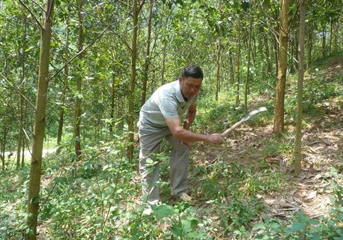 造林帮助山区安山同胞摆脱贫困