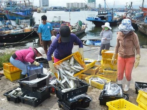 岘港市继续加大力度防范非法捕捞行为