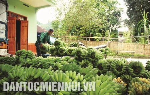 芭蕉树帮助宣光省安山县建设乡居民走上致富之路