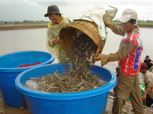 茶荣省多措并举提高虾类产量和质量