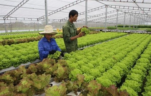 越南绿色蔬菜种植技术征服新加坡市场