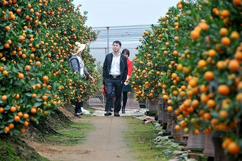 越南春节：金桔盆景畅销