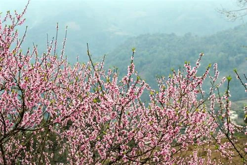 2019年河江省桃花节展现出岩石高原色彩