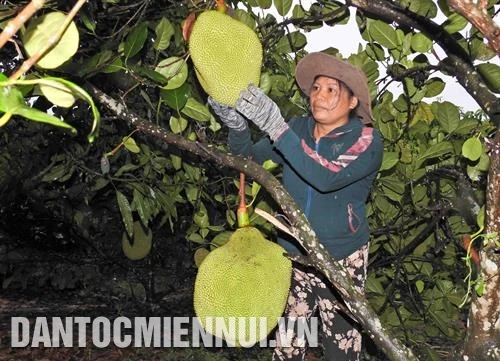 在退化的土地上种植泰国菠萝蜜获得较高的经济效益