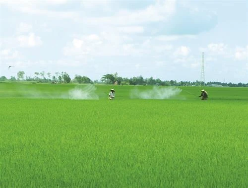 越南南部居民对夏秋季水稻的施肥经验