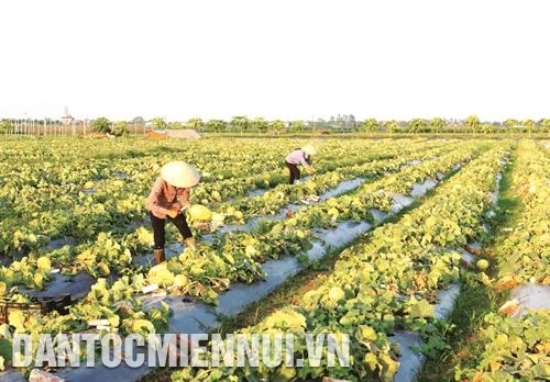 哈密瓜种植技术