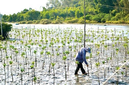 承天顺化省扩大红树林种植面积 有效应对气候变化