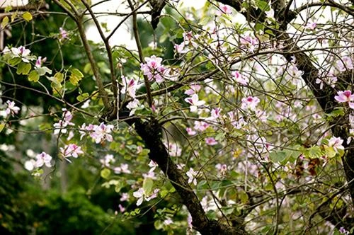 西北地区独特花种——羊蹄甲花在河内怒放