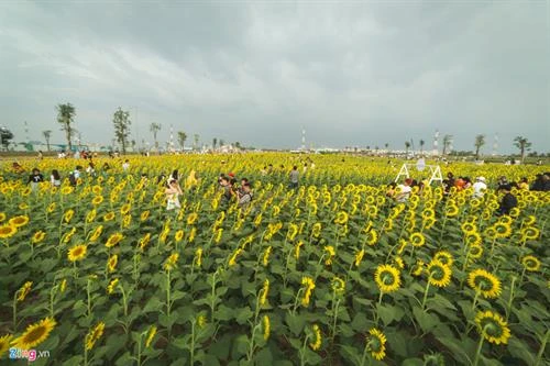 向日葵花田成为胡志明市新颖旅游景点