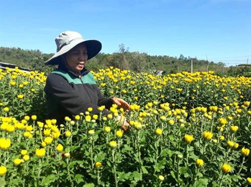 得乐省花农迎来春节丰收季节