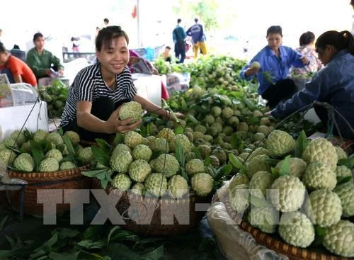 对中国市场出口农产品：机遇与挑战 