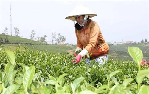 没有建立起著名茶叶品牌 茶叶出口受阻