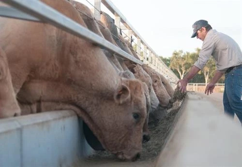 越南和发集团购买首批澳大利亚牛苗将于5月中旬运抵越南