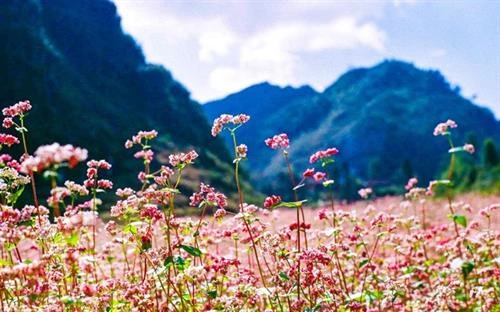 河江省第五届荞麦花节精彩开幕