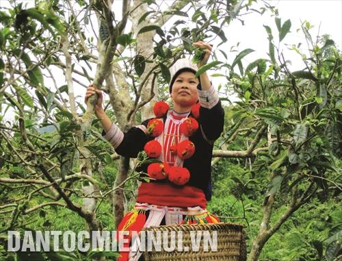 提高宣光省茶树的价值