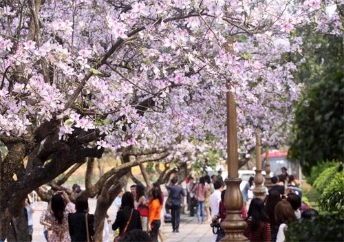 河内市首次举办羊蹄甲花节