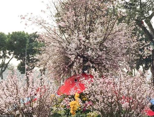 选拔2019河内日本樱花节“樱花亲善大使”