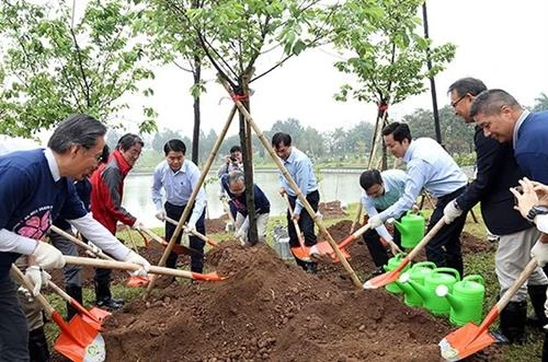 在河内和平公园新种1000棵樱花