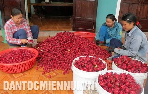 承天顺化省丰田县较高经济效益的农作物——菜蓟