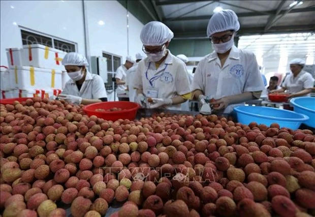 将越南水果出口带入美国的连锁超市销售的一大步