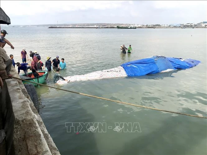 平顺省：将在海上死亡的鲸鱼送上岸埋葬