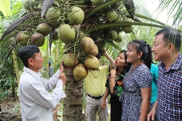 茶荣省蜡椰子首次大批销往澳大利亚