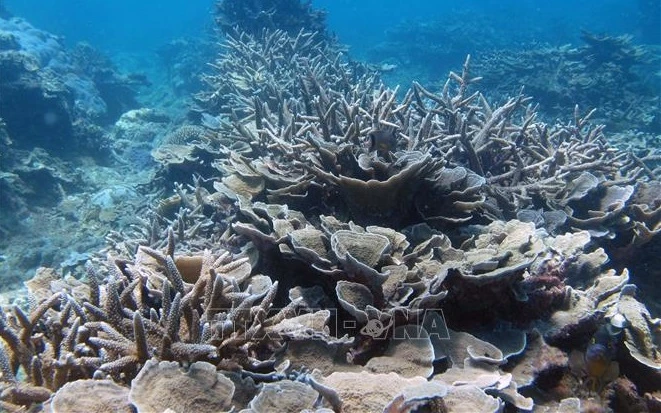 越南海洋和海岛周：加强保护海洋生物多样性