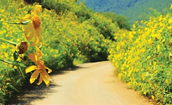 来西北地区欣赏黄色美丽肿柄菊花海