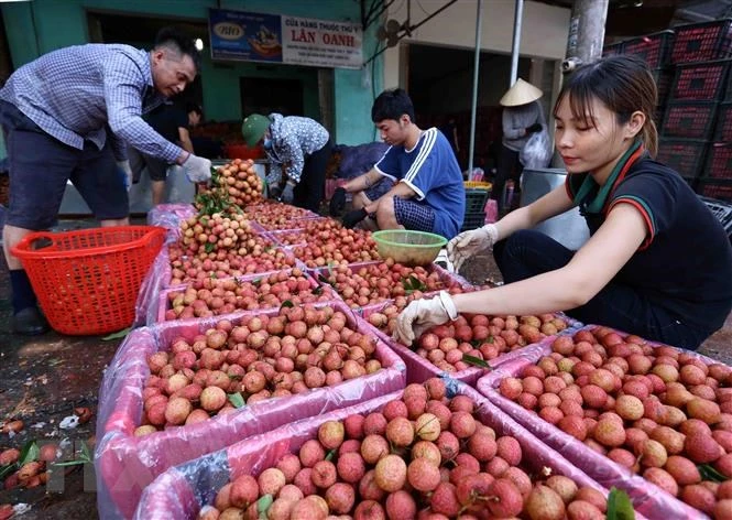 通过金城口岸向中国出口3400吨早熟荔枝