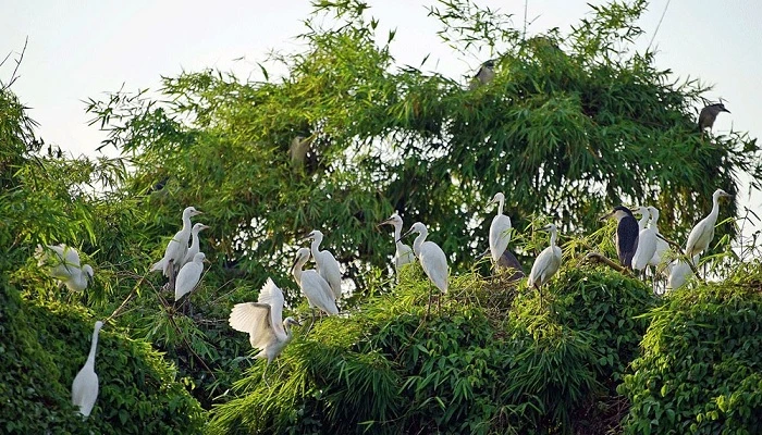 海阳省的鹭鸶岛——越南北部“独一无二”的旅游景点