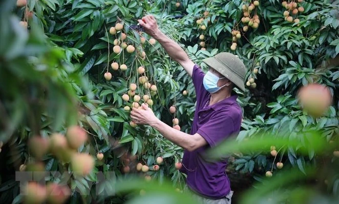 北江省有效发挥农产品地理标志保护认证的作用