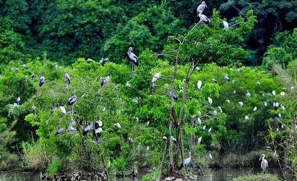 6月5日世界环境日：提高生态系统恢复效率和保护生物多样性