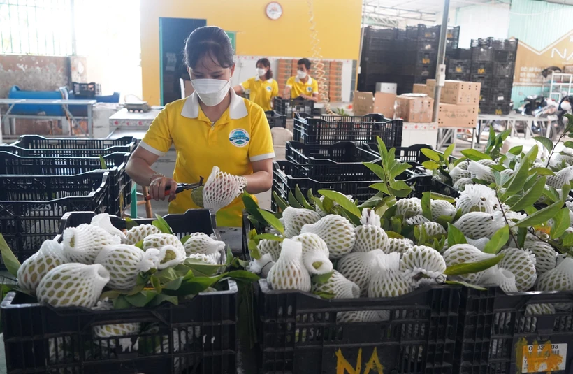 采用越南良好农业规范认证标准种植番荔枝走致富路 ​