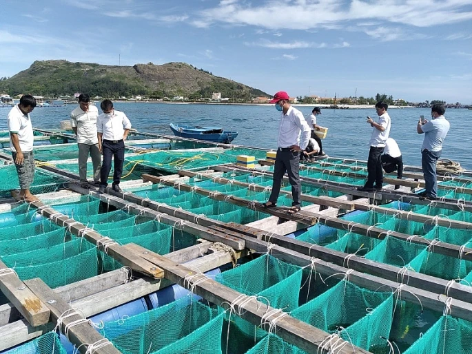 李山岛试点展开海胆养殖模式