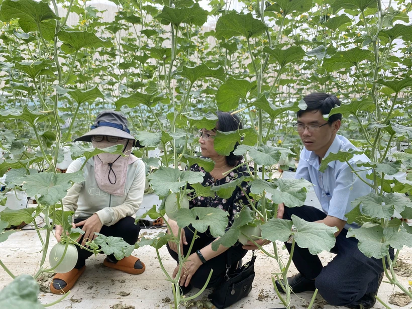 得乐省格穆阿县大力推进作物结构转型