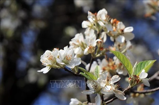 栘果花染白西北山区