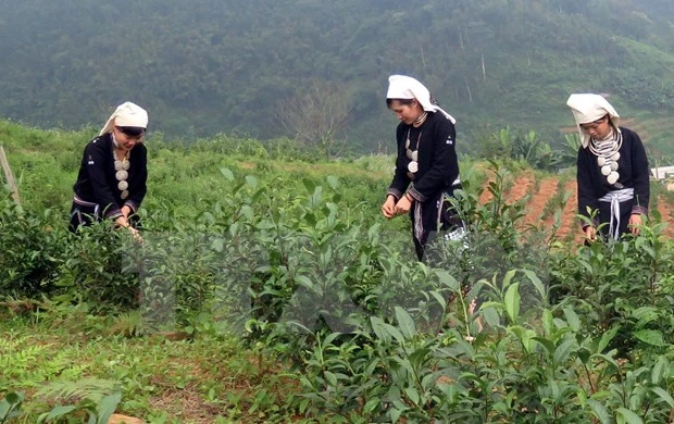 宣光省纳杭县强力推进山雪茶品牌树立