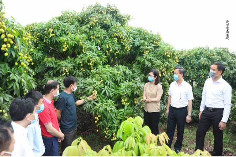 北江省协助少数民族同胞促销荔枝