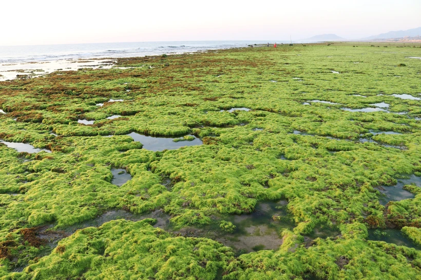 宁顺省注重海洋生物多样性保护和可持续