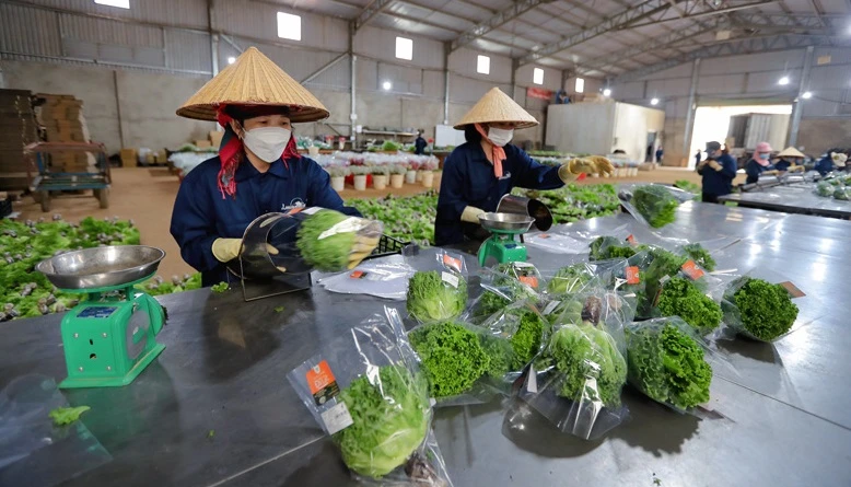 越南林同省大叻市绿色蔬菜销往新加坡和韩国