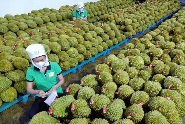 越南反季节榴莲在中国市场颇受欢迎