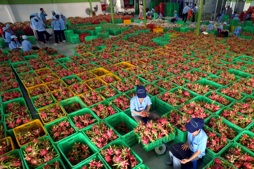 平顺省对火龙果种植区代码进行监管