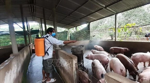 越南研发的非洲猪瘟疫苗预计将于今年第一季度末正式公布