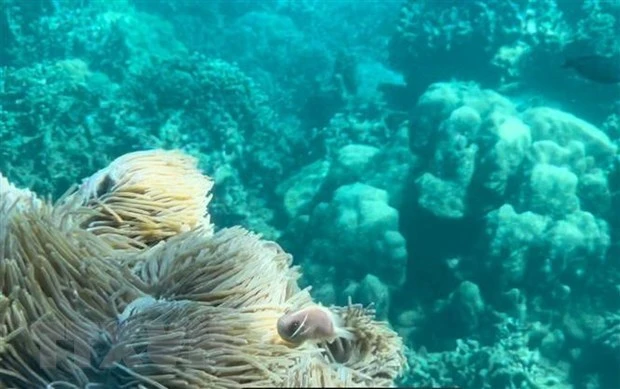 庆和省芽庄湾部分海域拟暂停潜水旅游活动