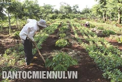 西原地区对咖啡种植面积进行规划 有效适应气候变化