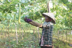 茶荣省高棉族农民展开适应气候变化的生产模式