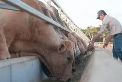 越南和发集团购买首批澳大利亚牛苗将于5月中旬运抵越南