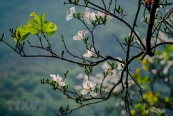 越南西北地区羊蹄甲花绽放迎春