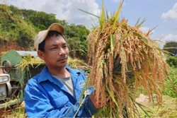 墨侬族靠种植水稻脱贫